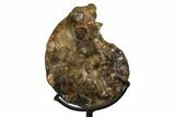 Cretaceous Ammonite (Mammites) With Metal Stand - Morocco #164214-1